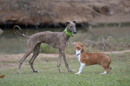 Galgoの写真素材