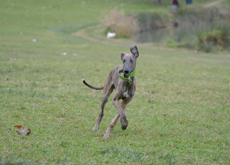 Galgoの写真素材