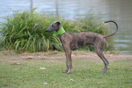 galgoの写真素材