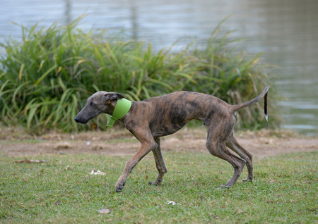 galgoの写真素材