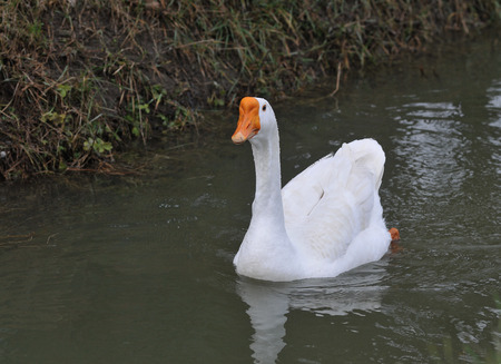 goose cignataの写真素材