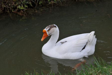 goose cignataの写真素材