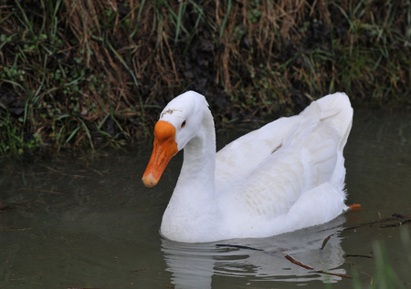 goose cignataの写真素材