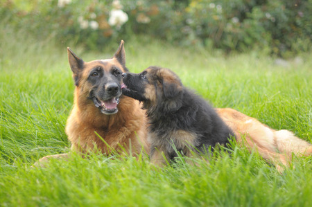 GERMAN SHEPHERD.の写真素材
