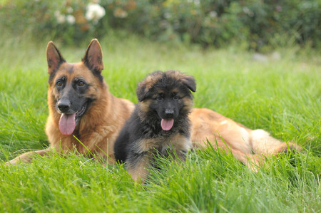 GERMAN SHEPHERD.の写真素材