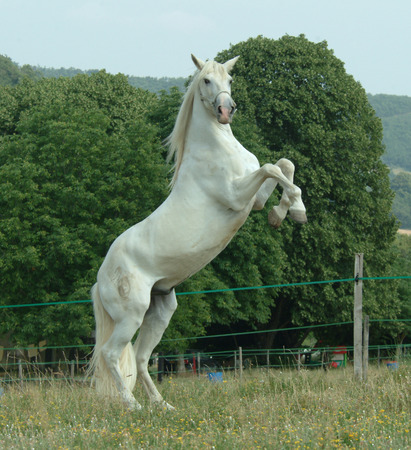 horseの写真素材