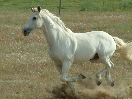 horseの写真素材