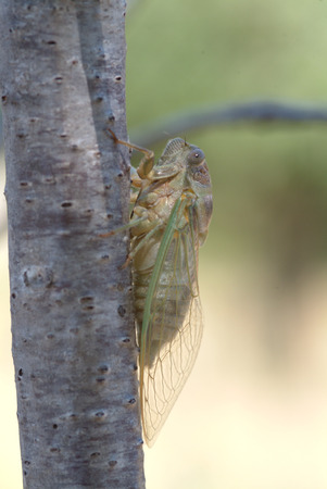 cicadaの写真素材