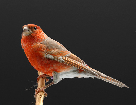 canaryの写真素材