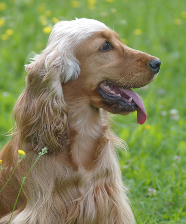 Cockerの写真素材