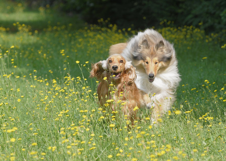 cocker and Scottish shepherdの写真素材