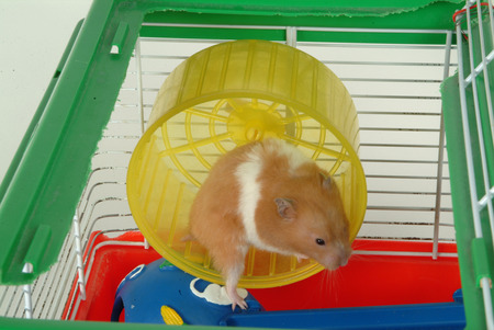 hamsterの写真素材