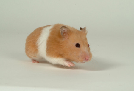 hamsterの写真素材