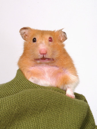 hamsterの写真素材