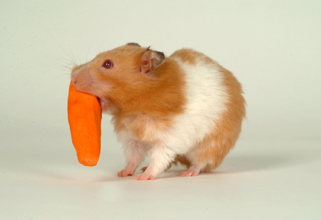 hamsterの写真素材