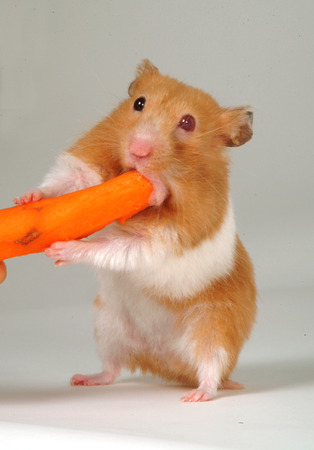 hamsterの写真素材