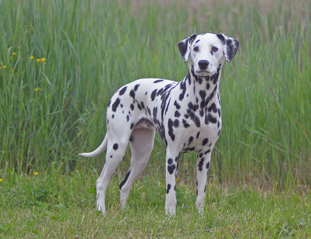 DALMATA.の写真素材