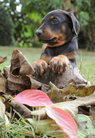 DOBERMANNの写真素材