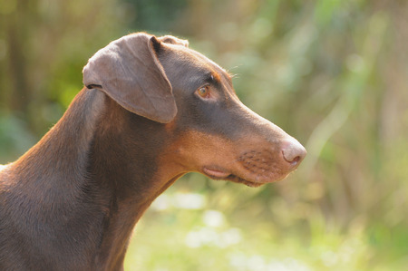 DOBERMANNの写真素材