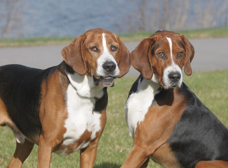 Hamiltonst?vareの写真素材