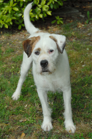 mestizoの写真素材