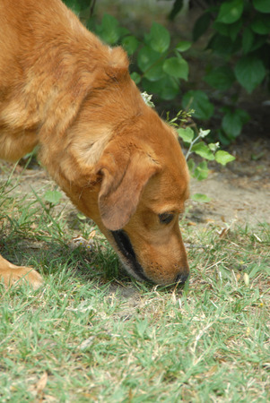 mestizoの写真素材