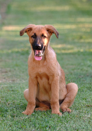 mestizoの写真素材