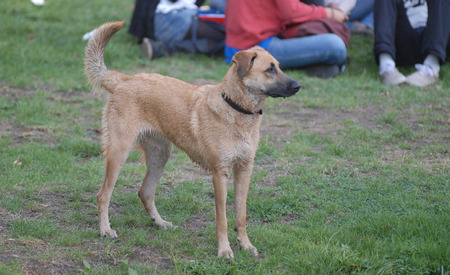 mestizoの写真素材