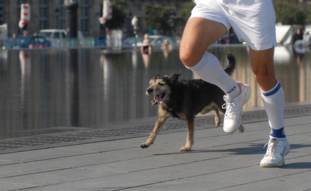 Adult dogのeditorial素材