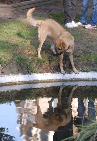 Adult dogの写真素材