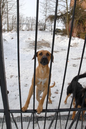 mestizoの写真素材