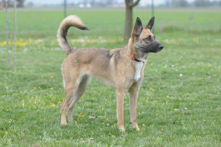 Adult dogの写真素材