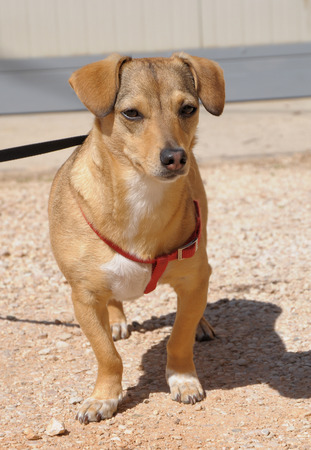 mestizoの写真素材