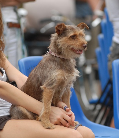 Adult dogの写真素材