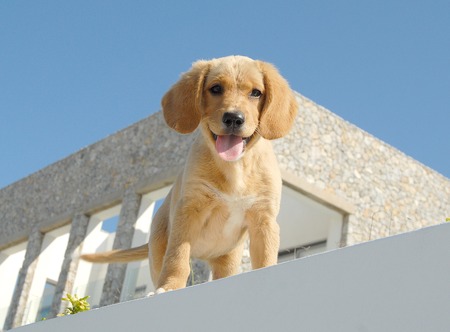 mestizoの写真素材