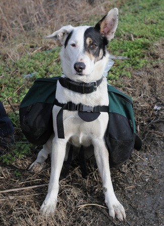 Adult dogの写真素材