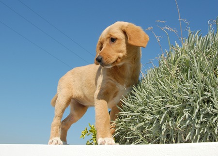 mestizoの写真素材