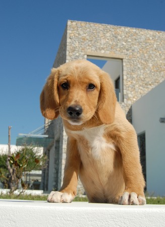 Puppyの写真素材