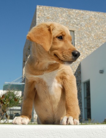 puppyの写真素材