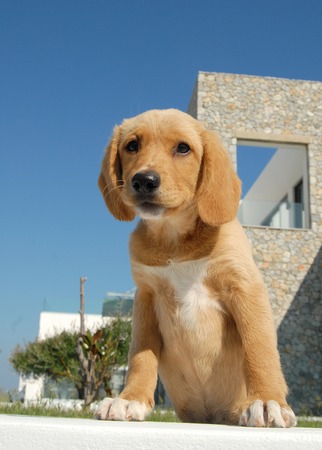 Puppyの写真素材