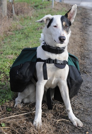 Adult dogの写真素材