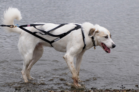 Adult dogの写真素材