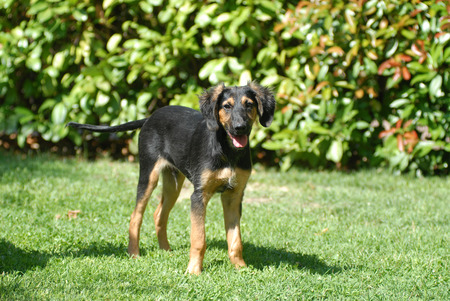 Puppyの写真素材