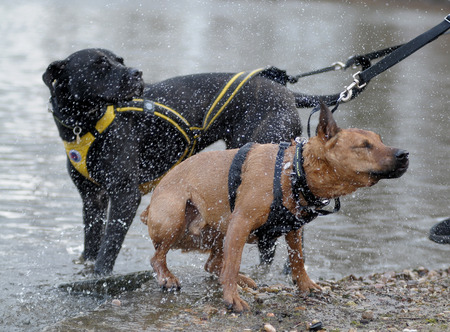 mestizoの写真素材