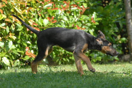 mestizoの写真素材