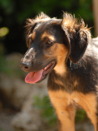 mestizoの写真素材