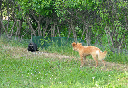 mestizoの写真素材