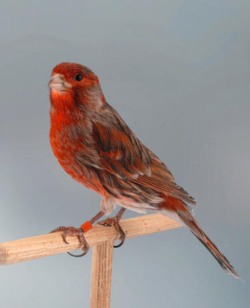 canaryの写真素材