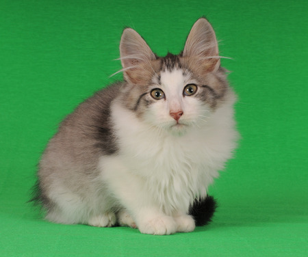 Norwegian Forestの写真素材