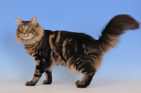 Norwegian Forestの写真素材